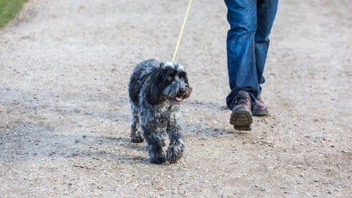 A close up photo of a fluffy black, white and grey poodle cross, is trotting along side it's owners legs while on a lead with it's tongue hanging out as it looks at it's surroundings.